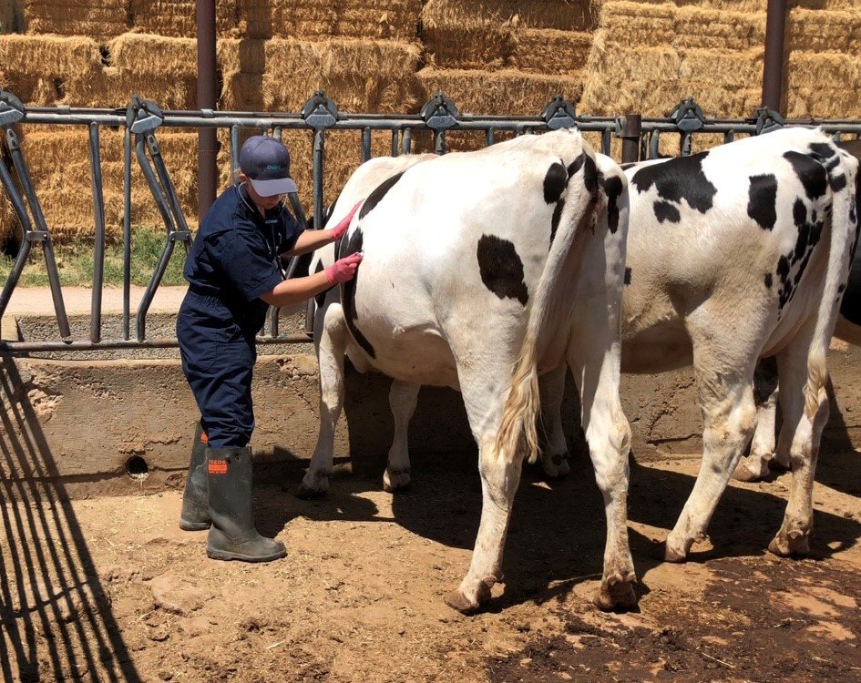 Bild verwendet im Artikel „Animal Health Essentials“. Die flexiblen Schläuche der Littmann Stethoskope ermöglichen es Schack, das Stethoskop hinter ein Vorderbein zu führen, um das Herz einer mehr als 1.500 Pfund schweren Holstein-Kuh abzuhören, oder an ihrer Seite zu bleiben, um Lunge und Gastrointestinaltrakt auszukultieren.
