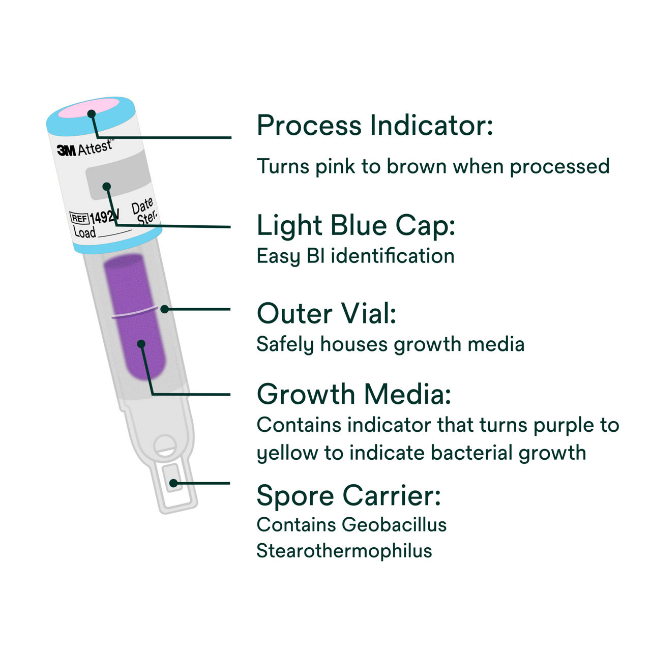 Super Rapid Readout Biological Indicator 1493 and 1493P PDP Secondary Image 5